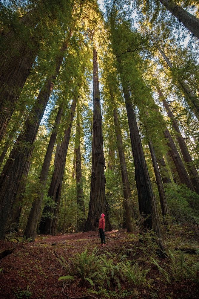 GR tree 2 Grand Redwood Properties Ltd why invest with us